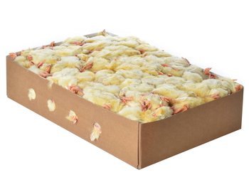 Day Old Chicks 10kg box