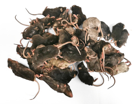 Schwarze Mäuse 6-40g 1kg (S-XXL)