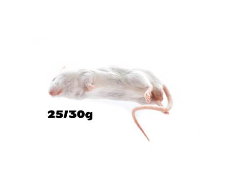 Myszy XL 25/30g [25 sztuk]