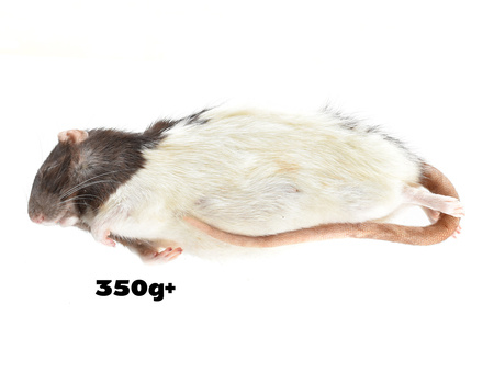 Szczury 350g+
